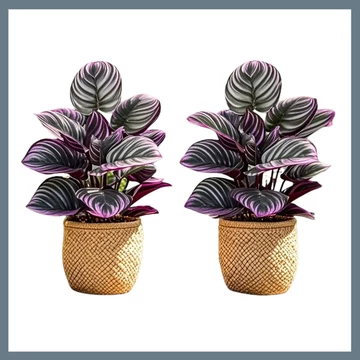 2 ks Elegantných umelých rastlín s fialovo-zelenými listami – Veľká dekoračná rastlina DN1254035